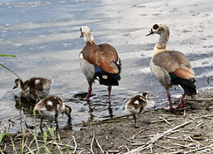 Nilgans-Familie am Weiher