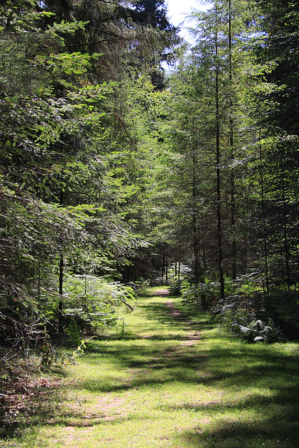 Forest path