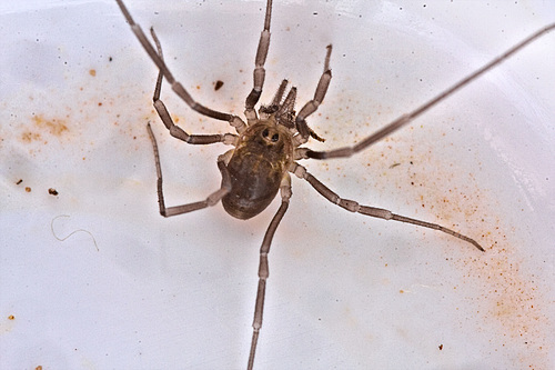 IMG 8111Harvestmanv2