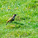 Green woodpecker