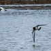 Oystercatcher