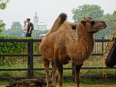 Regents Park Mosque and Camel