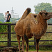 Regents Park Mosque and Camel