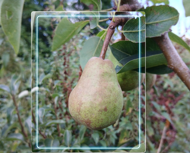 Poire du jardin , du poirier planté à l’automne 2023