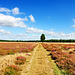 Spätsommer in der Viezer Heide