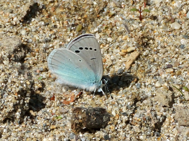 Green-underside Blue (Glaucopsyche alexis) DSC 5158