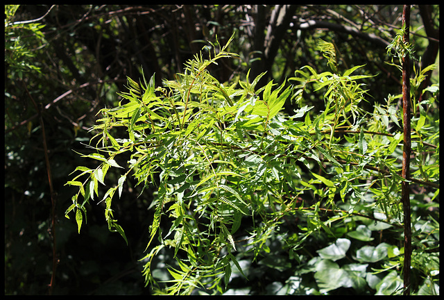 Sorbaria sorbifolia