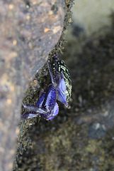 Purple Climber Crab