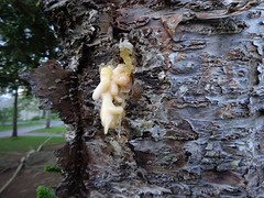 DSC06642 - seiva em árvore