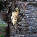 DSC06642 - seiva em árvore
