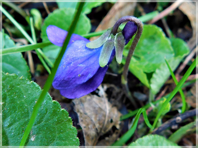 Violette dans le chemin: la violette  est devenue aujourd’hui le symbole de la modestie ou encore d’un amour secret.