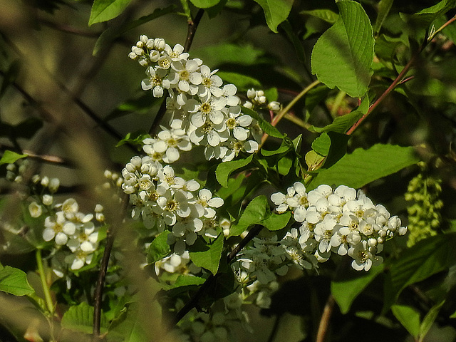 20180419 3961CPw [D~LIP] Traubenkirsche (Prunus padus), UWZ, Bad Salzuflen