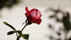 Bouton.....
