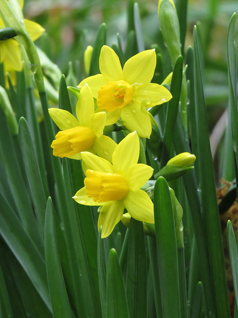 Daffodil