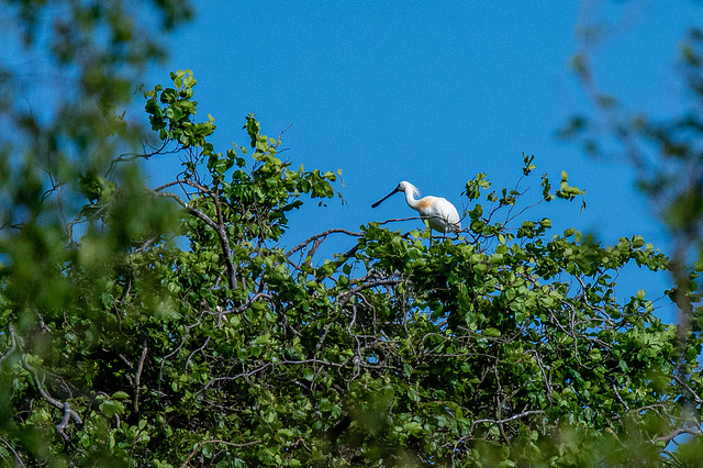 Spoonbill