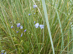 JBT - harebells [1/4]