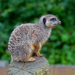 Meerkat