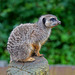 Meerkat