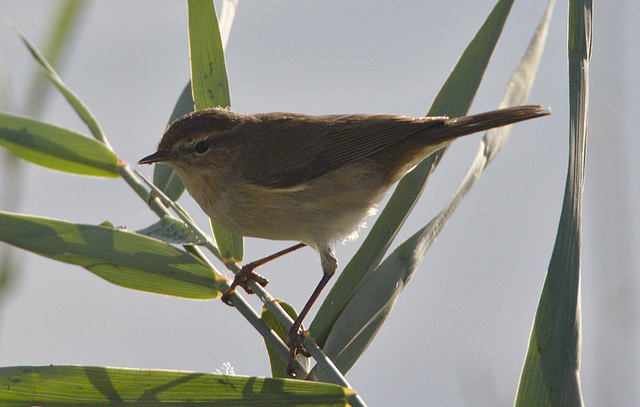 IEF7A0453bird