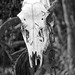Ickworth Stumpery- Skull Suspended