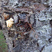 DSC06643 - seiva em árvore