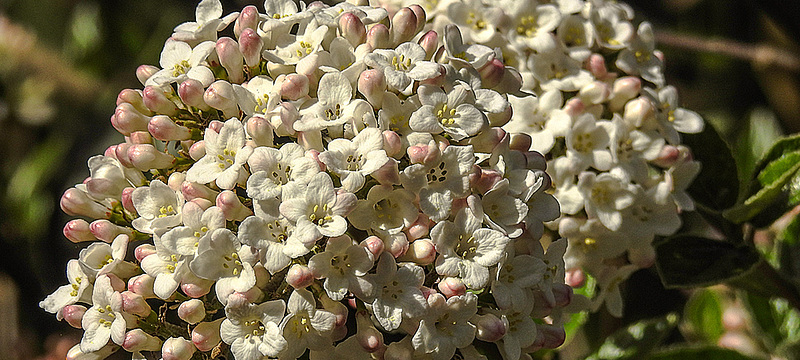 20180419 3962CPw [D~LIP] Koreanischer Schneeball (Viburnum carlesii), UWZ, Bad Salzuflen