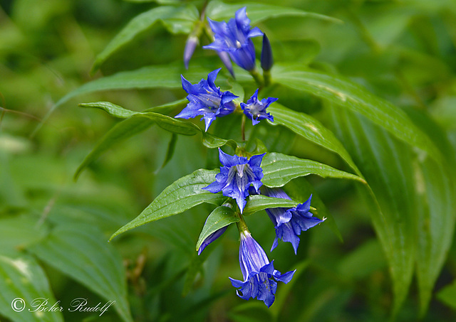 Fecsketárnics (Gentiana asclepiadea)