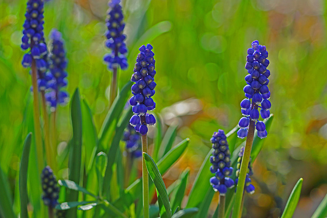 Bauernbübchen ...  Grape hyacinth ...