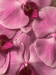 salvaging the orchids