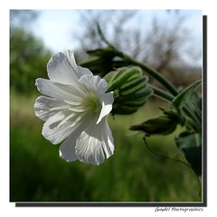 Compagnon Blanc (Silene Latifolia)
