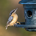 Nuthatch