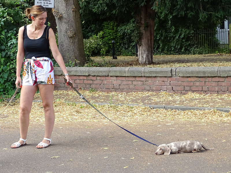 This Dachshund has had enough.