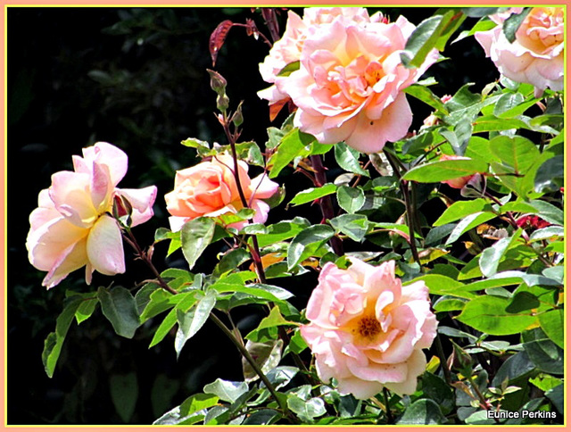 Rose Bush.