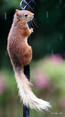 Blondie having lunch in the rain