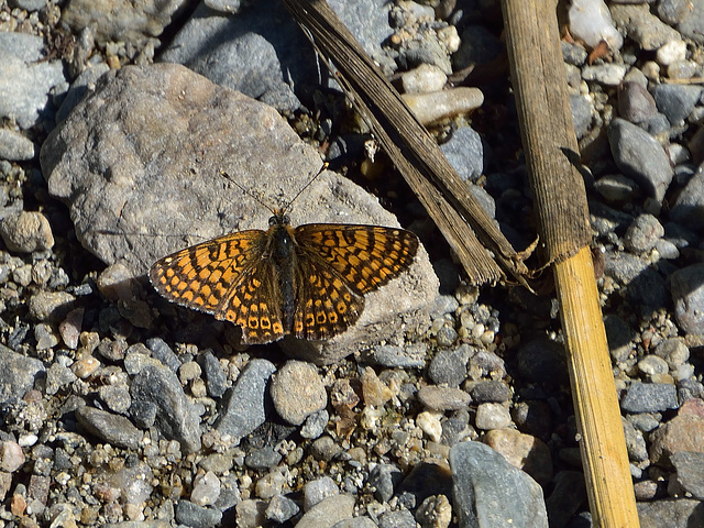 Glanville Fritillary (Melitaea cinxia) DSB 1809