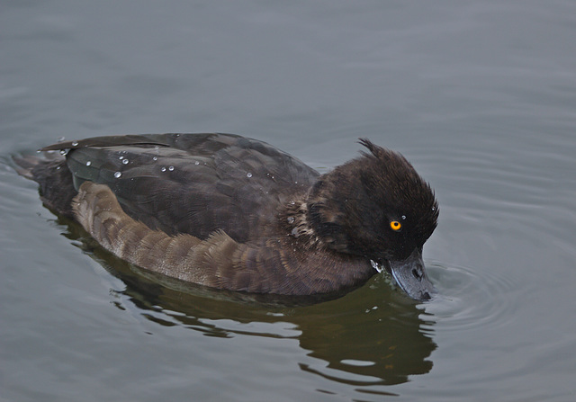 IMG 9935duck