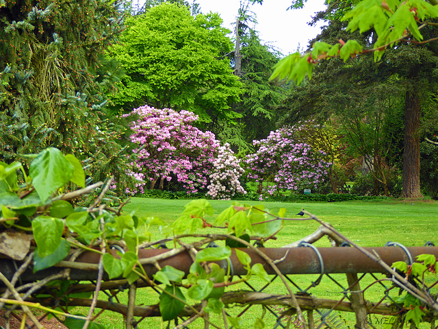 Der Zaun im Stanley Park, Vancouver