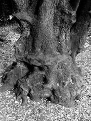 Ickworth Stumpery- Gnarled Tree