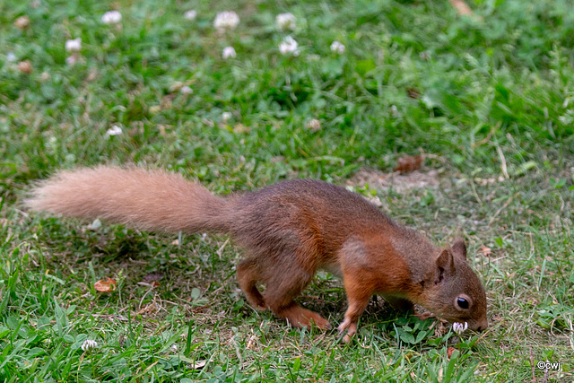 Young red squirrel exploring the world this morning.