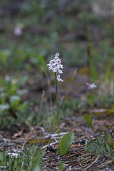 Small Round-leaf Orchid