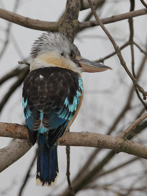Martin chasseur à ailes bleues (Dacelo leachii), Parc des oiseaux, Villars-les-Dombes (Ain)