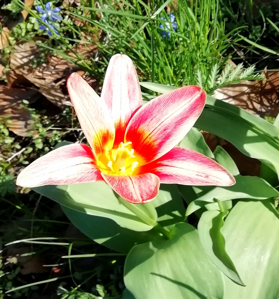Die Tulpe