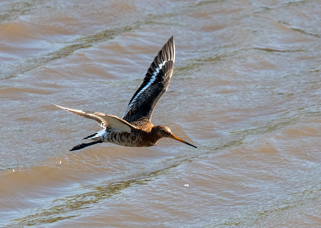 Black tailed godwit in flight