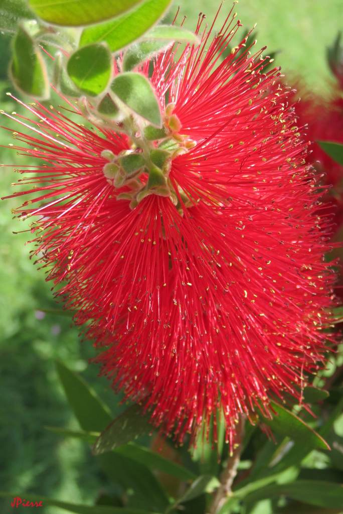 Callistemon citrinus