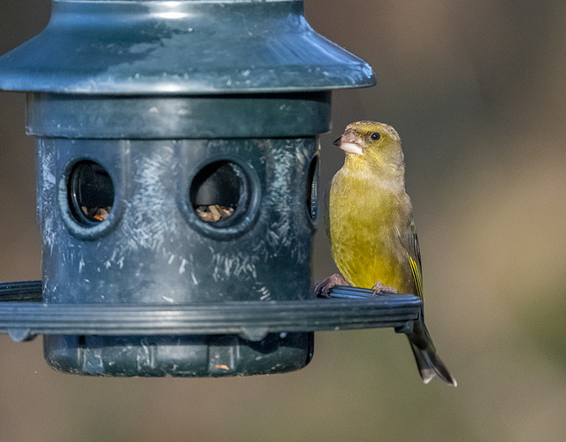 Greenfinch