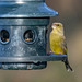 Greenfinch