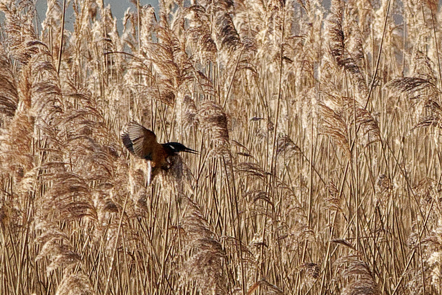 Kingfisher