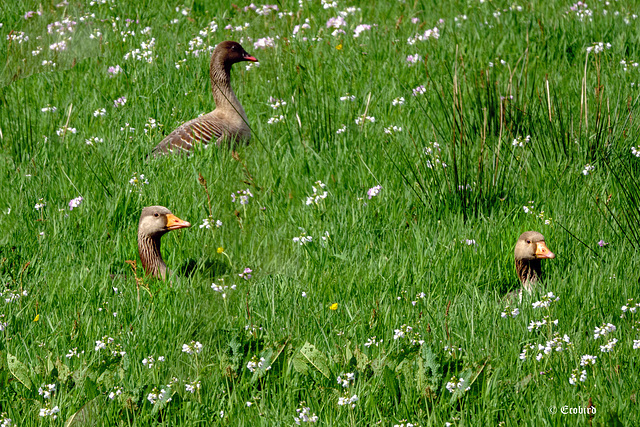 Geese in Long Grass, Oban
