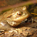 Crapaud