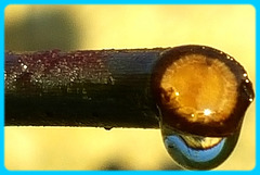 Féérie de la goutte d'eau